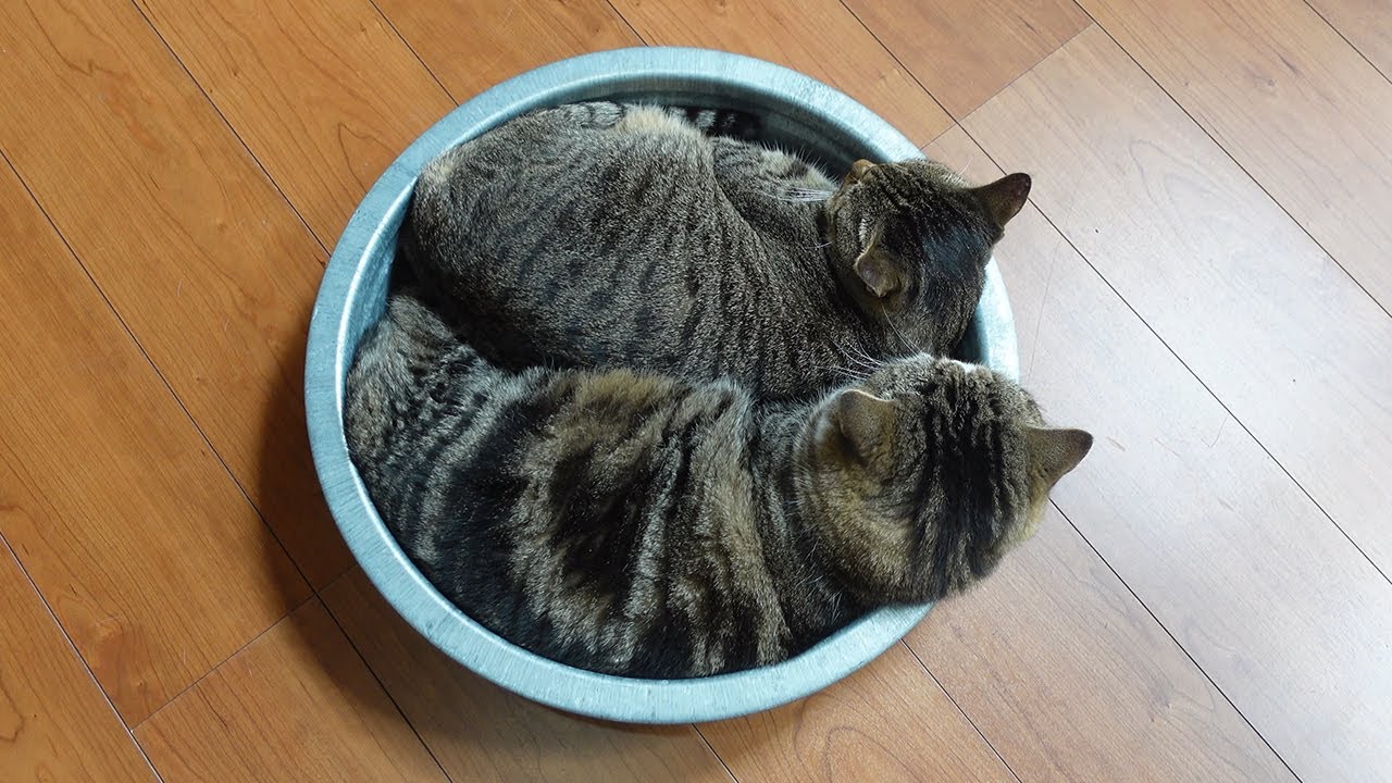 真夏にタライに押しかけちゃったねこ。-Hana broke into Maru’s tub in midsummer.-