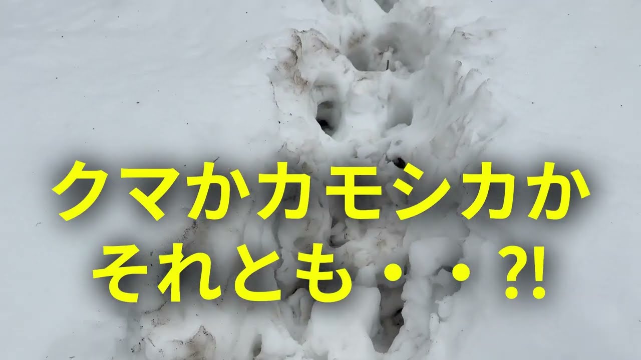 雪原に大型の足跡が・・何コレ⁉ #田舎暮らし #別荘ライフ #里山暮らし #アウトドア#農業 #野生動物被害 #イノシシ #農作物被害 #アウトドア#農業