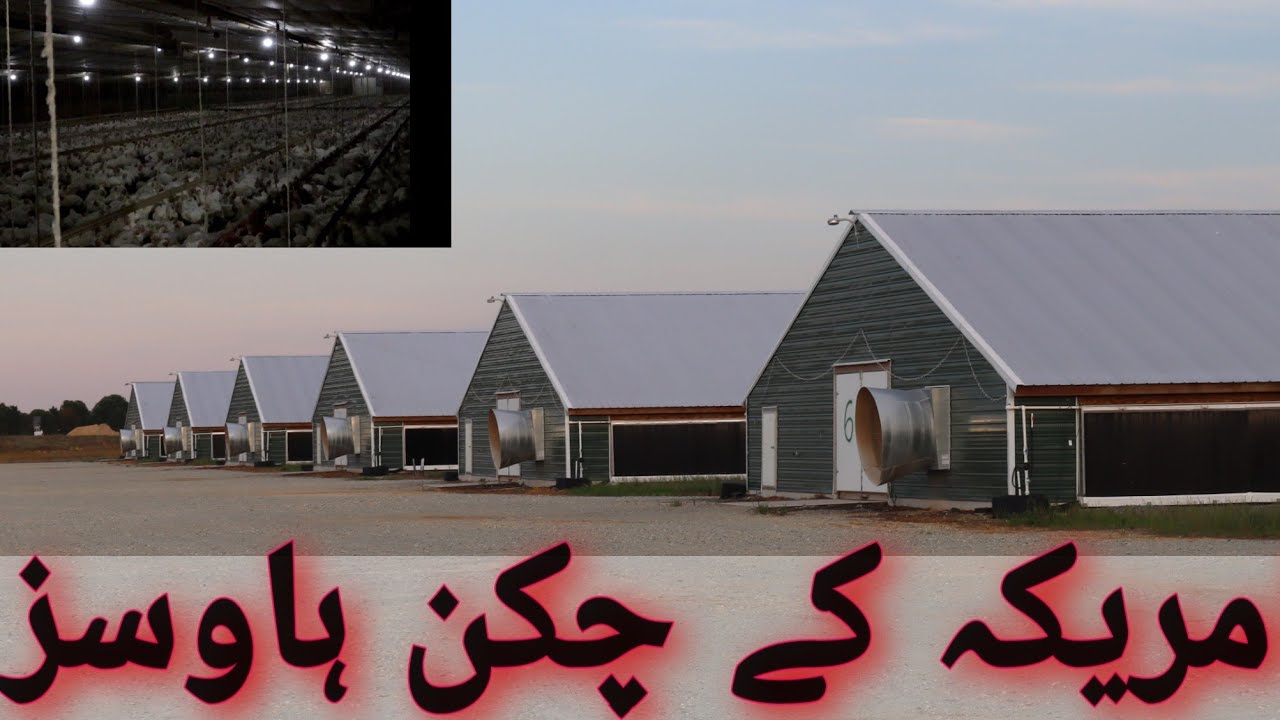 Chicken House in America|| Delaware Chicken Farm