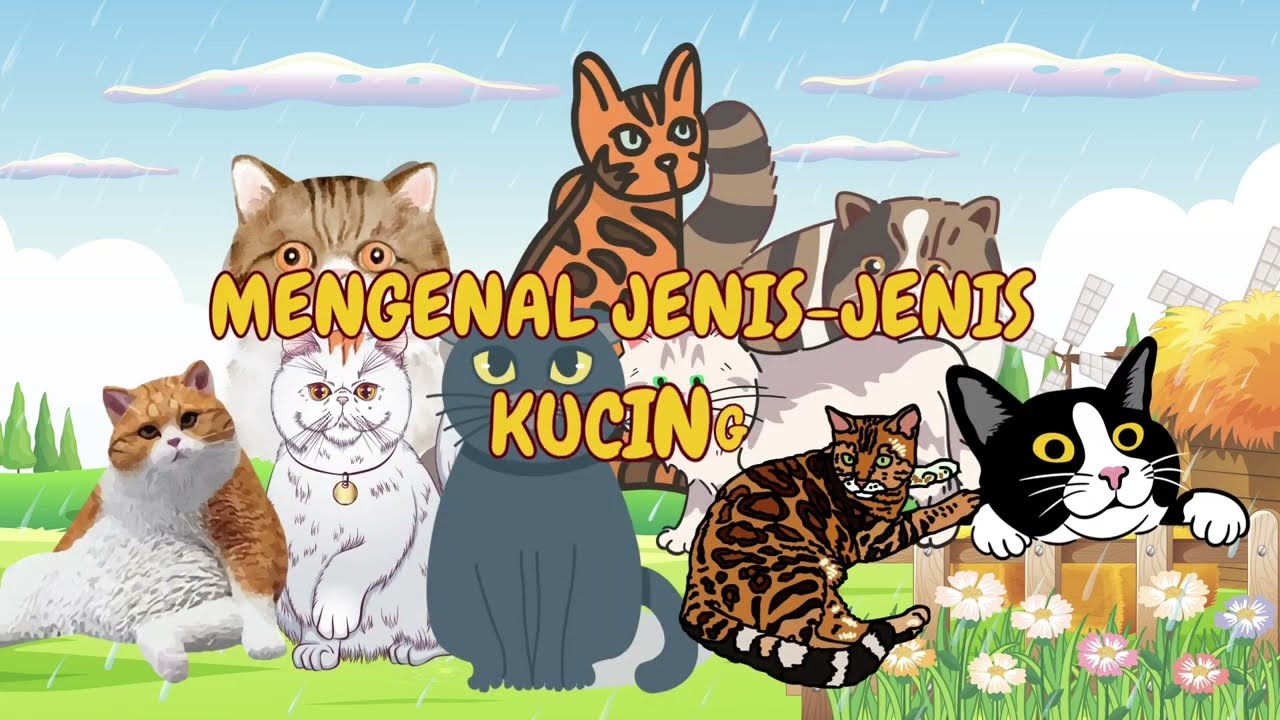 Mengenal Jenis - Jenis Kucing