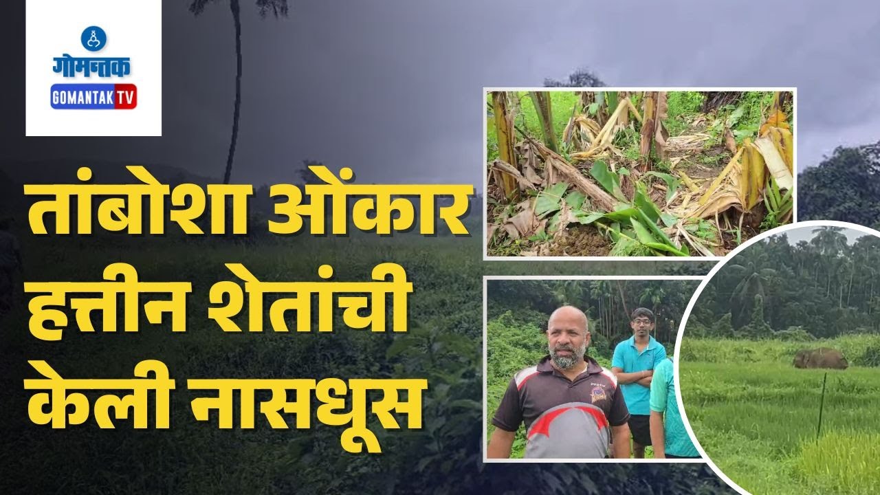 Omkar Elephant Update - ओंकार हत्ती पावलो तांबोशा | Gomantak TV