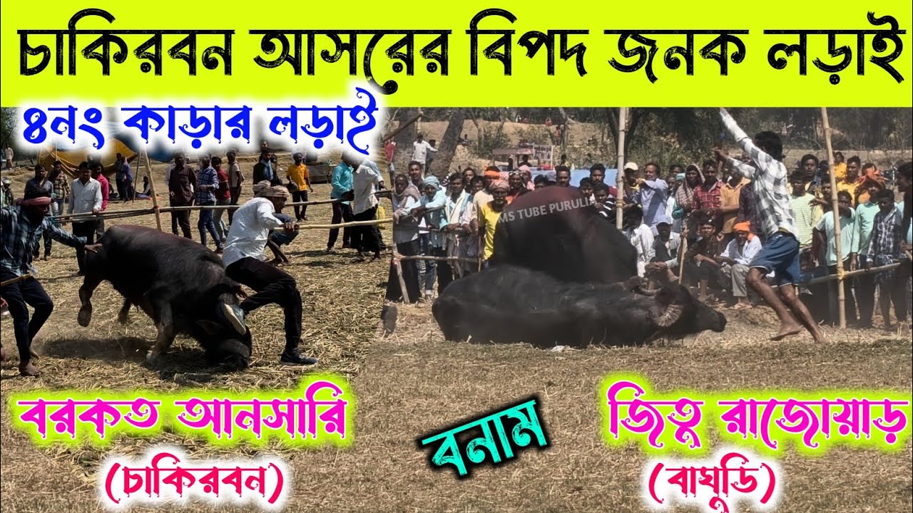 চাকিরবন আসরের বিপদ জনক কাড়ার লড়াই 💢 বরকত আনসারি বনাম জিতু রাজোয়াড় (বাঘুডি)