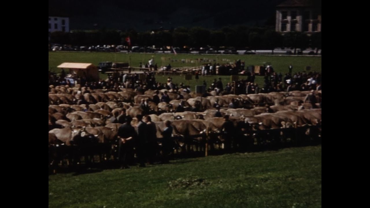 Braunvieh (Schweiz, 1957)