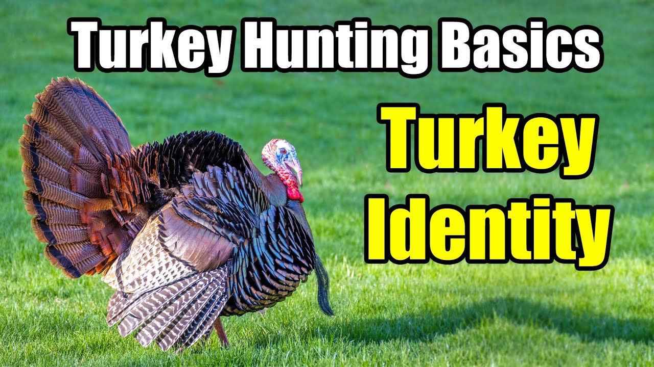 Turkey Identification – Turkey Hunting for Beginners