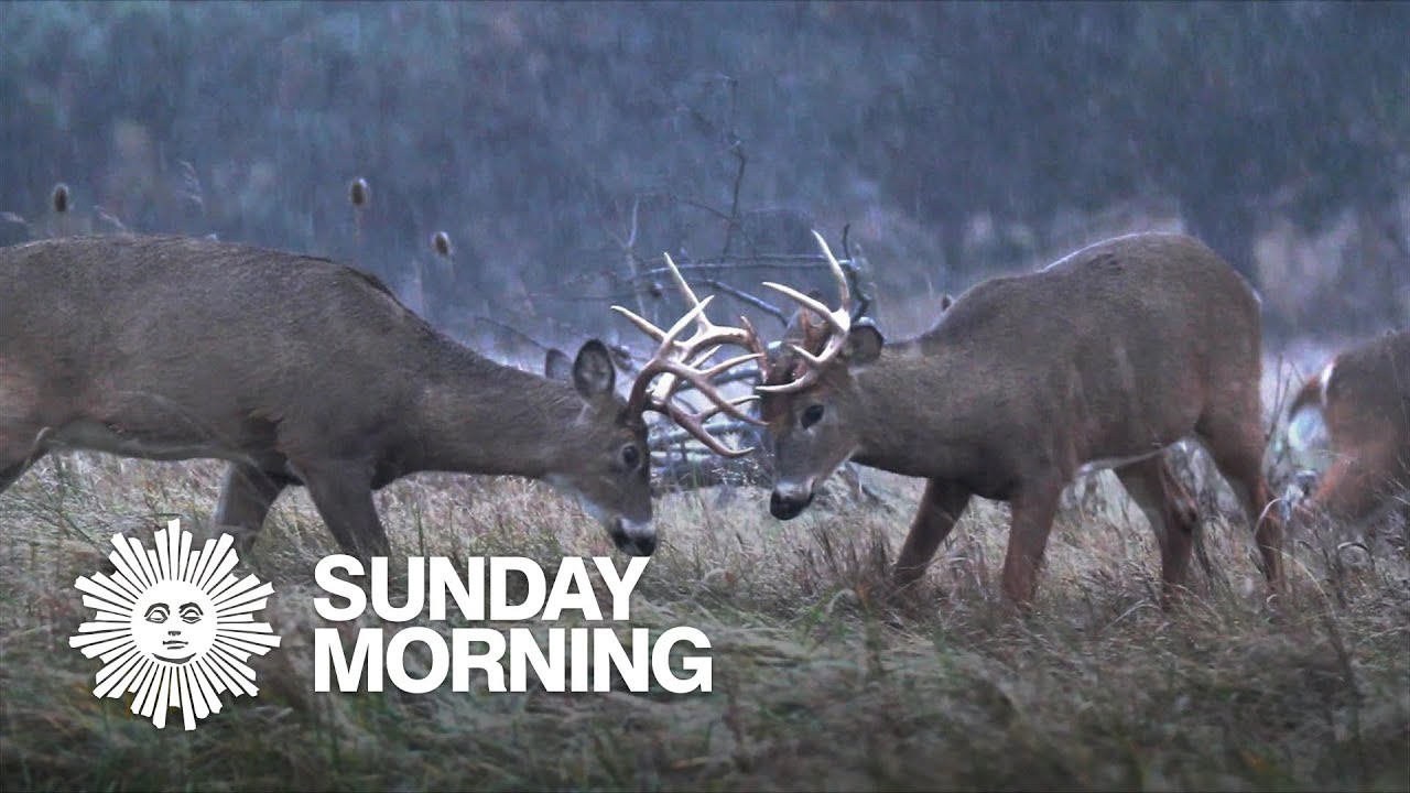 Nature: White-tailed deer in New York State