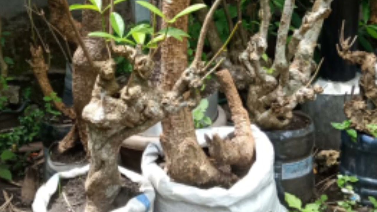 cara menanam pohon pule biar cepat subur