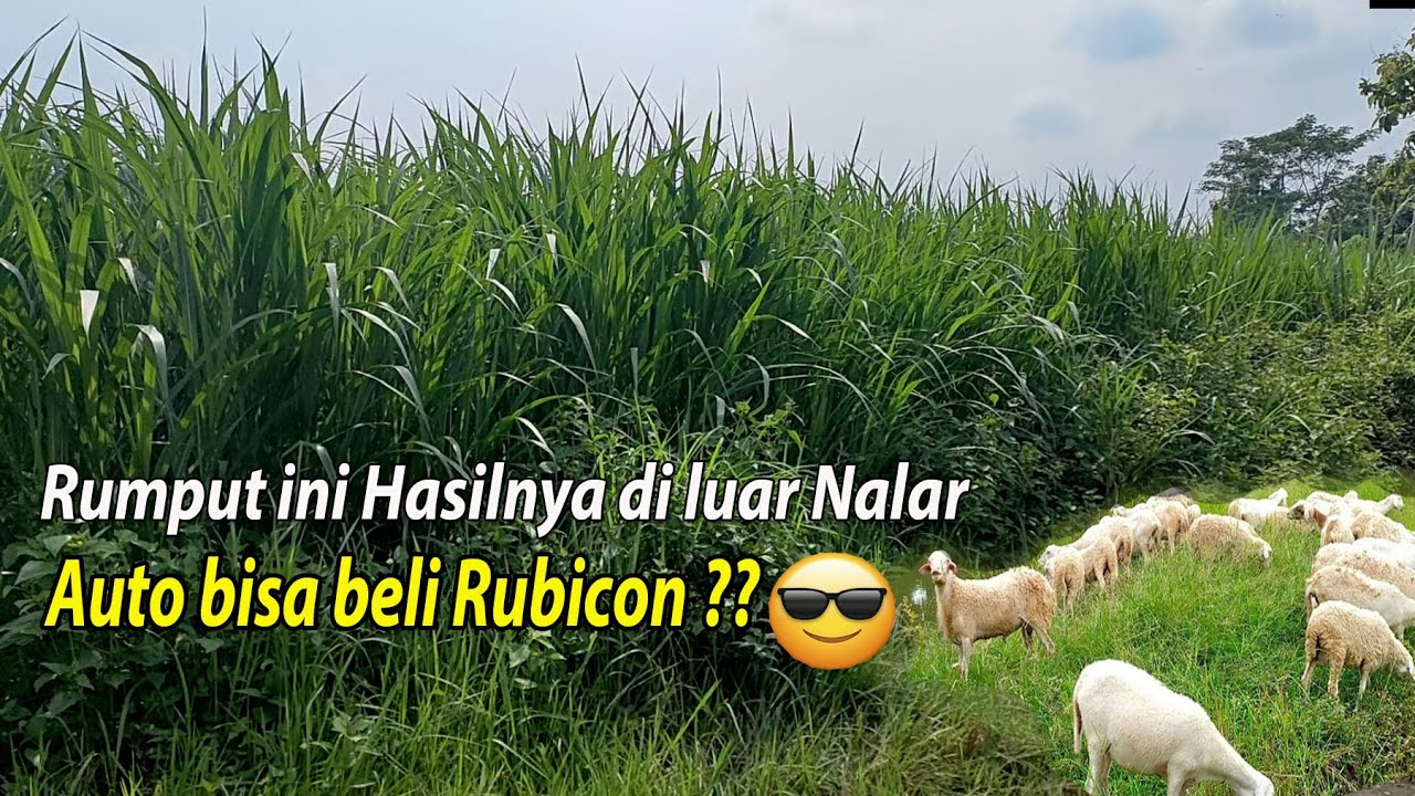 Diluar nalar !!bisa buat gaji karyawan + THR,Rumput Gama Umami Protein Tinggi Disukai Kambing Sapi
