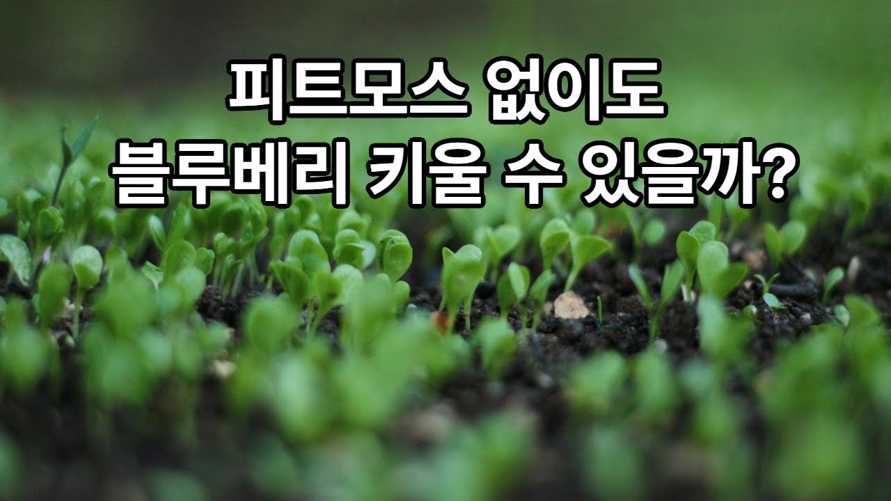 피트모스 없이도 블루베리 키울 수 있을까?