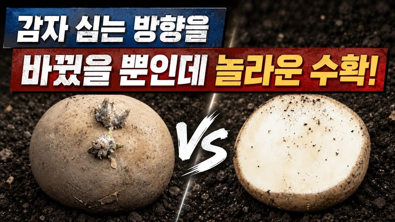 감자 심는 방향 하나 바꿨을 뿐인데..일본 농서에서 배운 감자 심는 법, 직접 해보니 두배의 수확&hellip;