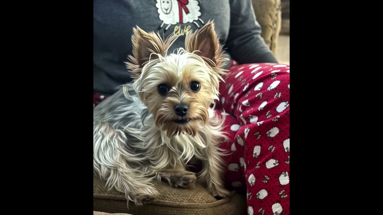 Mia's Life 038 | Yorkie | 