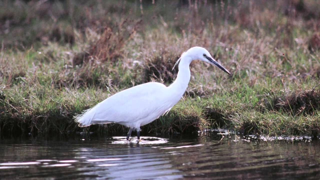 BTO Bird ID — Малая белая цапля и Большая белая цапля