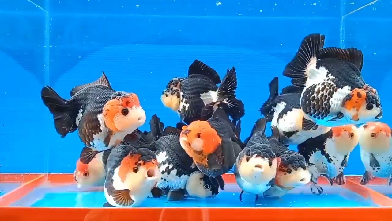 The most beautiful and high quality goldfish