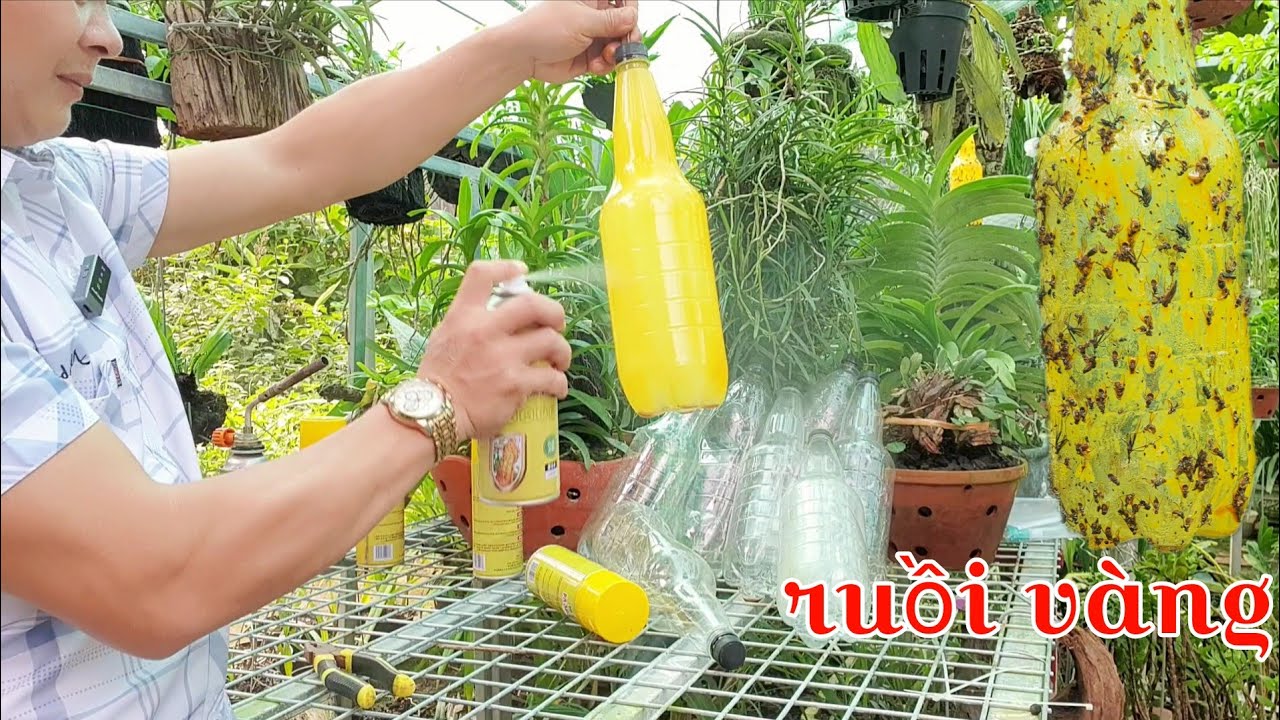 Bật mí cách phòng thối nhũn cho lan tận gốc | trồng lan ban công