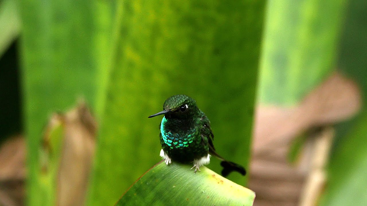 Booted Racket-tail