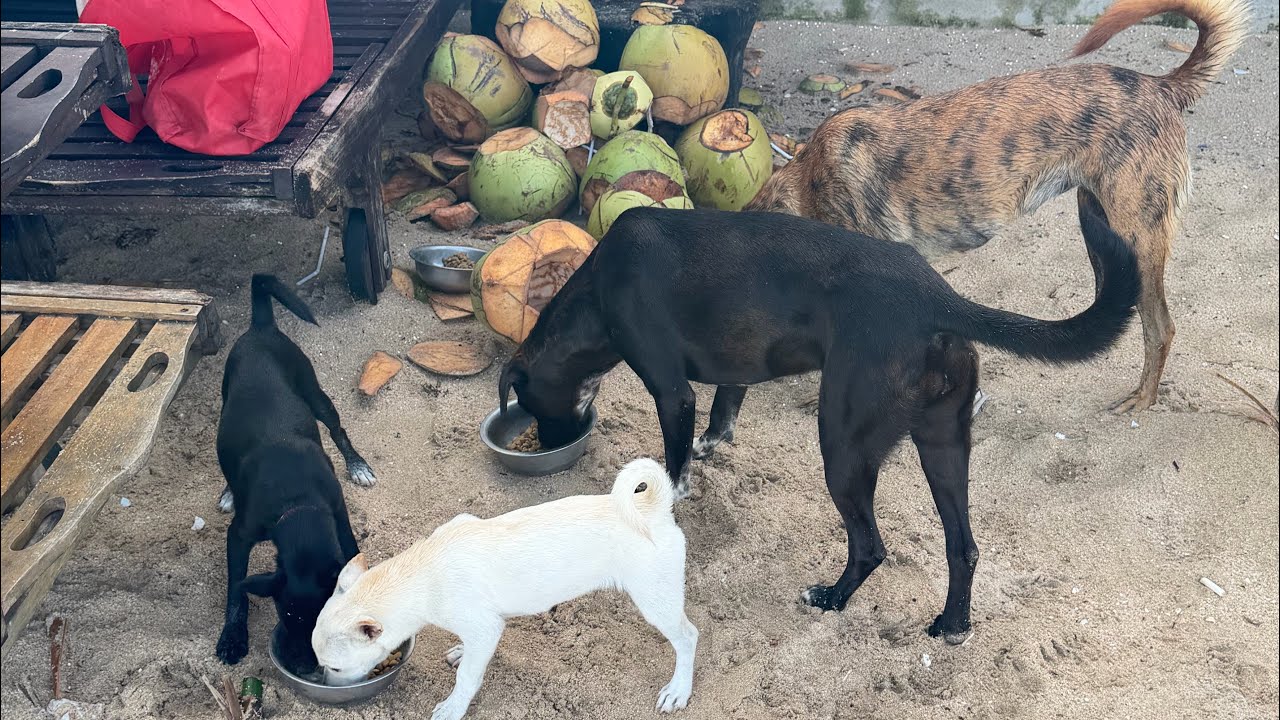 Daily routine of feeding stray dogs on the beach 97 | StreetDogsCH