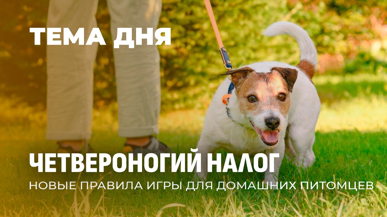 Четвероногий спецучет: в Минске вводят налог даже на незарегистрированных собак. ТЕМА ДНЯ