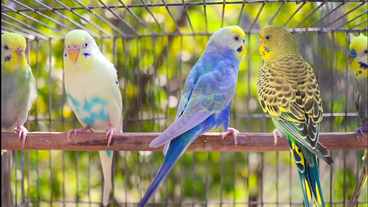 Budgies singing in Pet Store | Parakeet Sounds | 10 Hour