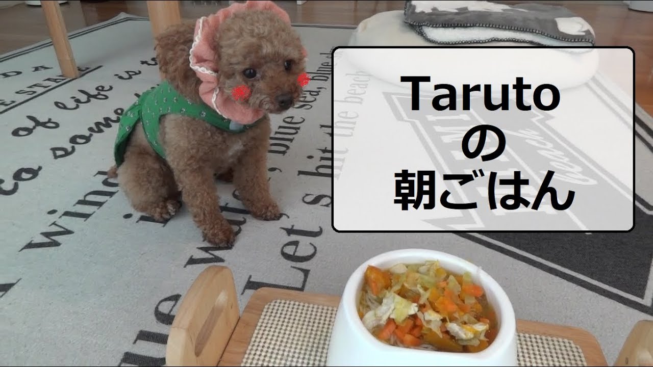 犬の手作り朝ごはん★　最後はライオンに変身!?　トイプードルのTaruto