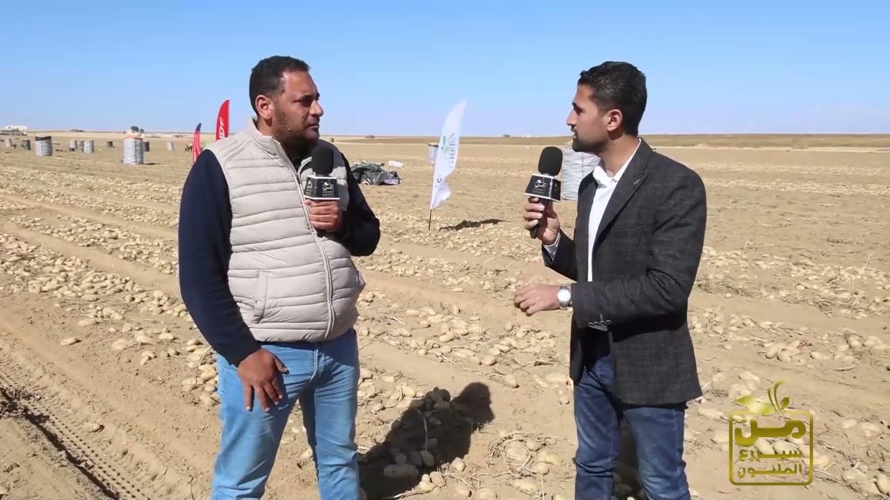 بطاطس مصر تغزو العالم.. وحوش الصحراء بيزرعوا 2000 فدان بطاطس والإنتاج 20 طن .. والسر براندت إنفيجو