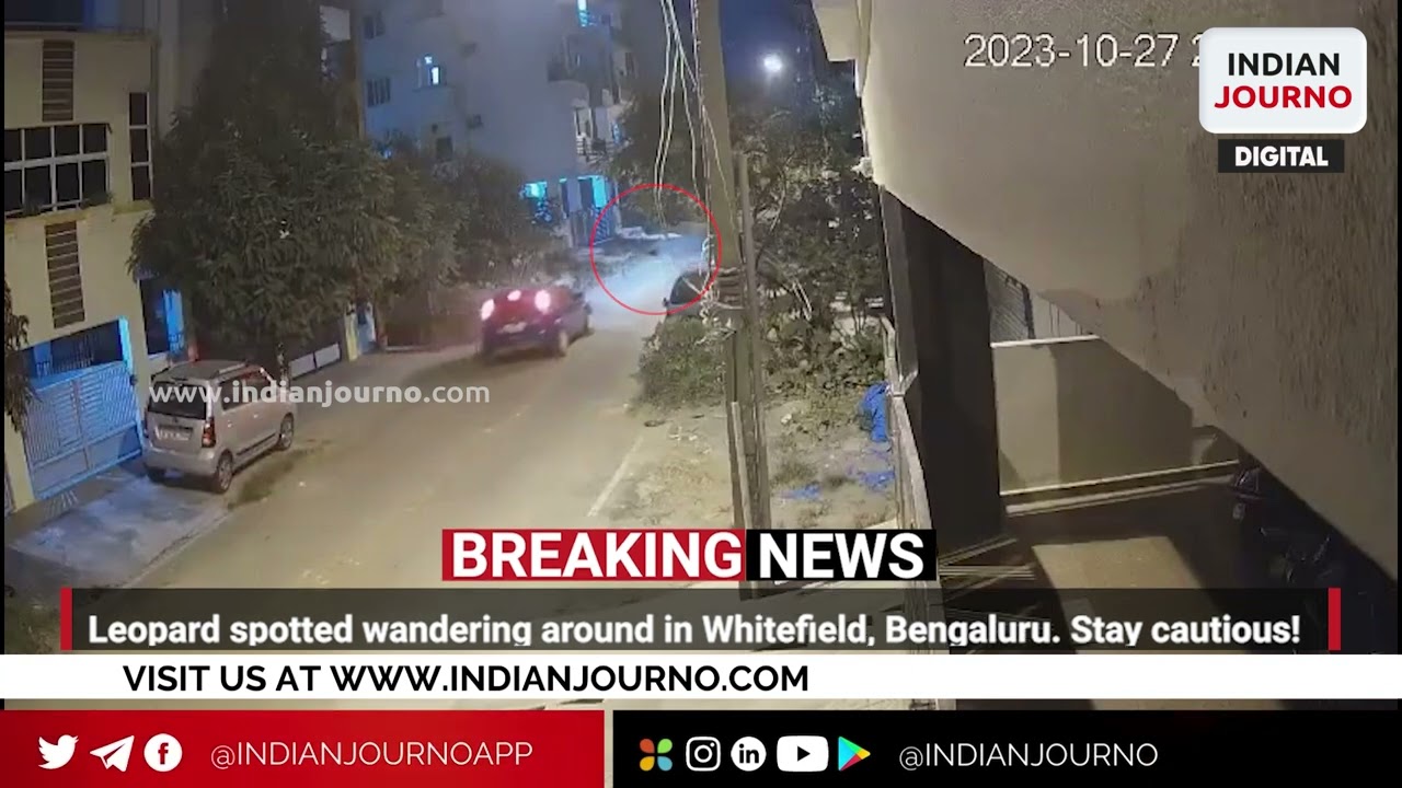 Leopard spotted wandering around in Whitefield, Bengaluru. Stay cautious.