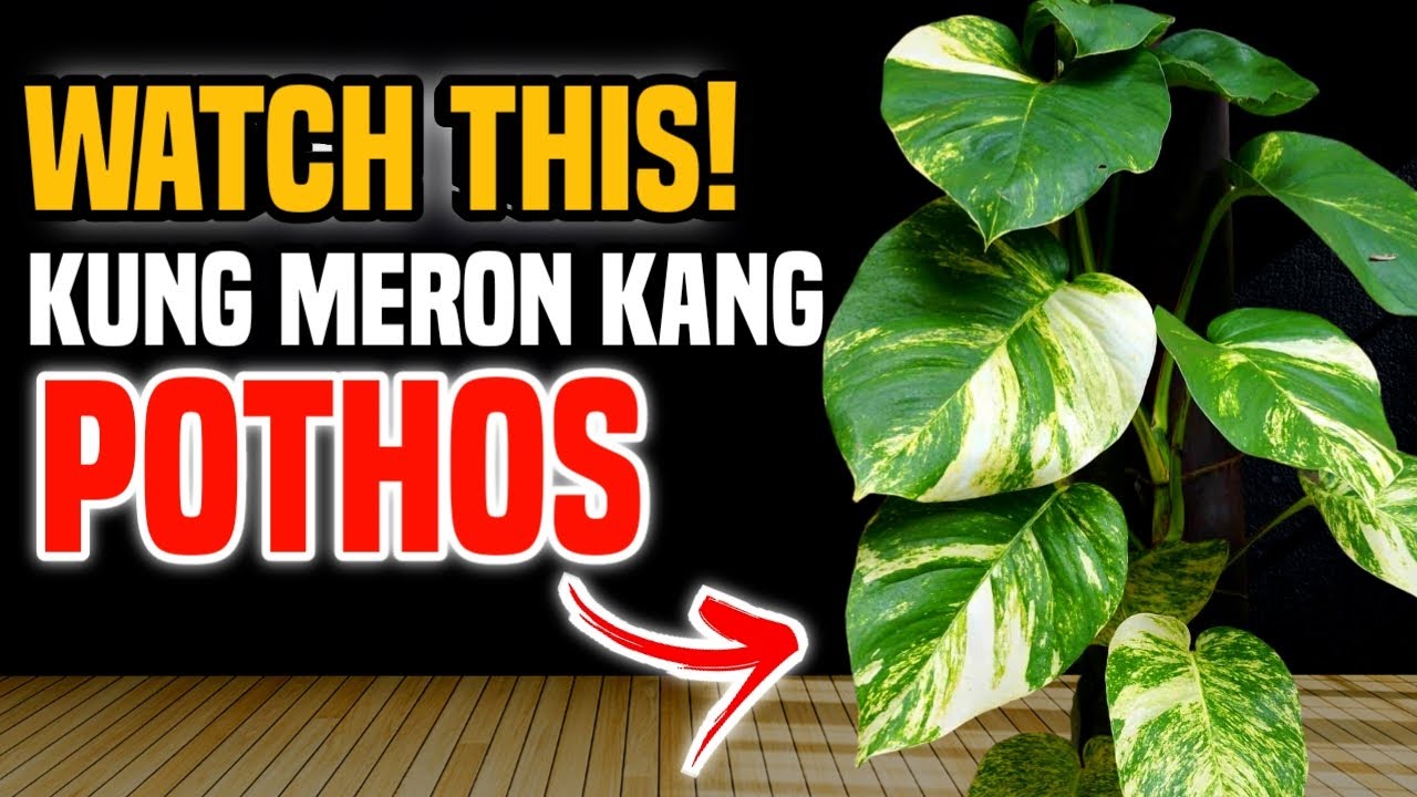 ITO PALA ANG MGA KAILANGAN MONG MALAMAN TUNGKOL SA MONEY PLANT O POTHOS