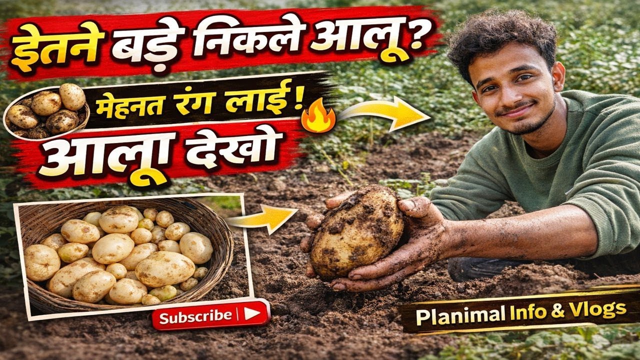 Potato Harvesting in India | Huge Size Potatoes | Desi Farming Vlog