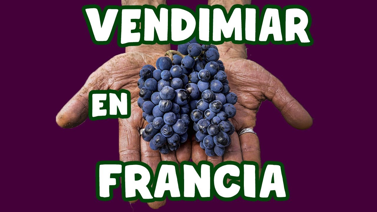 La VENDIMIA en FRANCIA – Una Experiencia AUTENTICA! - Misión #1