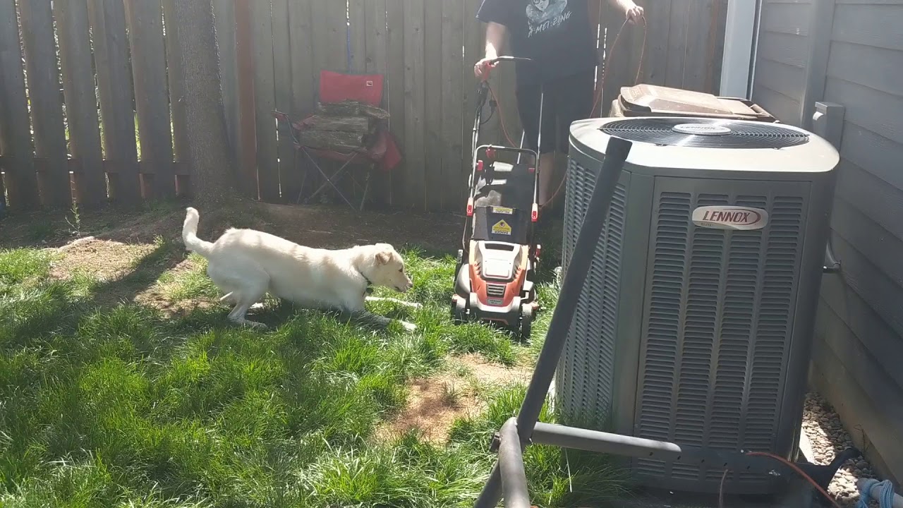 Chores with Loki lol