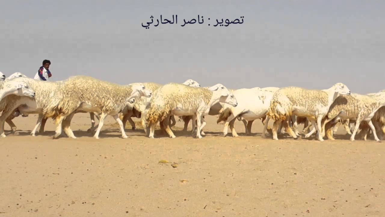 مونتاج كليب لعرض من مراح الطوافح للمالك المربي المبدع ابو زياد المحمادي