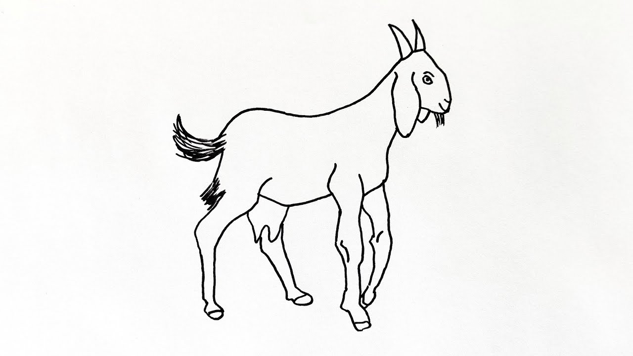 How to Draw a Goat Outline Drawing: Easy step by step Goat sketch for Beginners to Follow | Drawing
