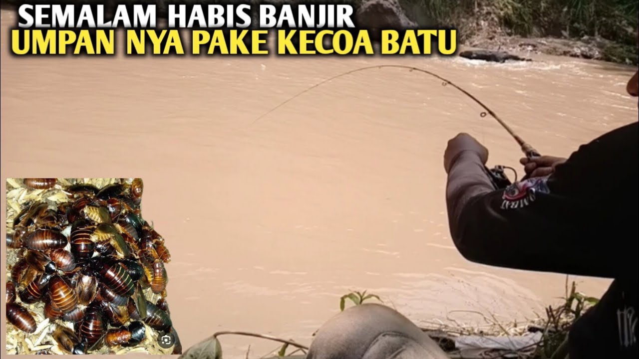 MANCING IKAN DI SUNGAI DERAS MENGGUNAKAN KECOA BATU