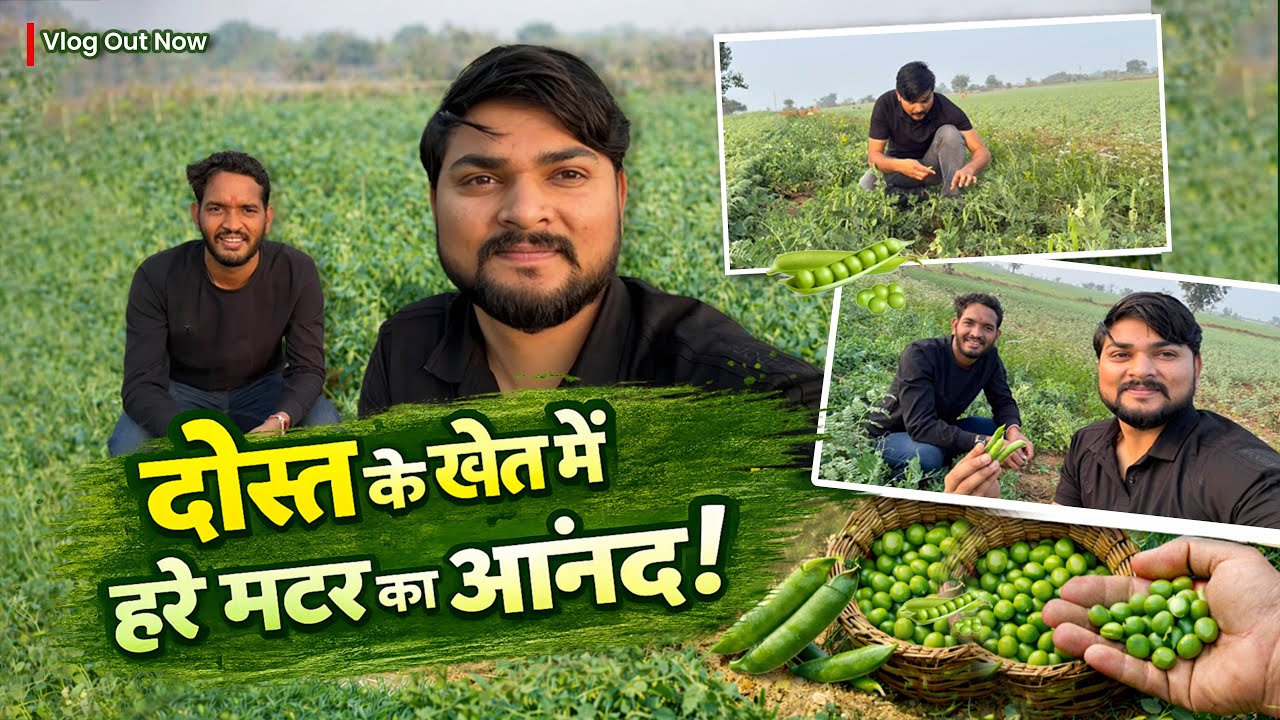 No cafe, no mall – bas Dost ke khet me matar 🫛❤️ 