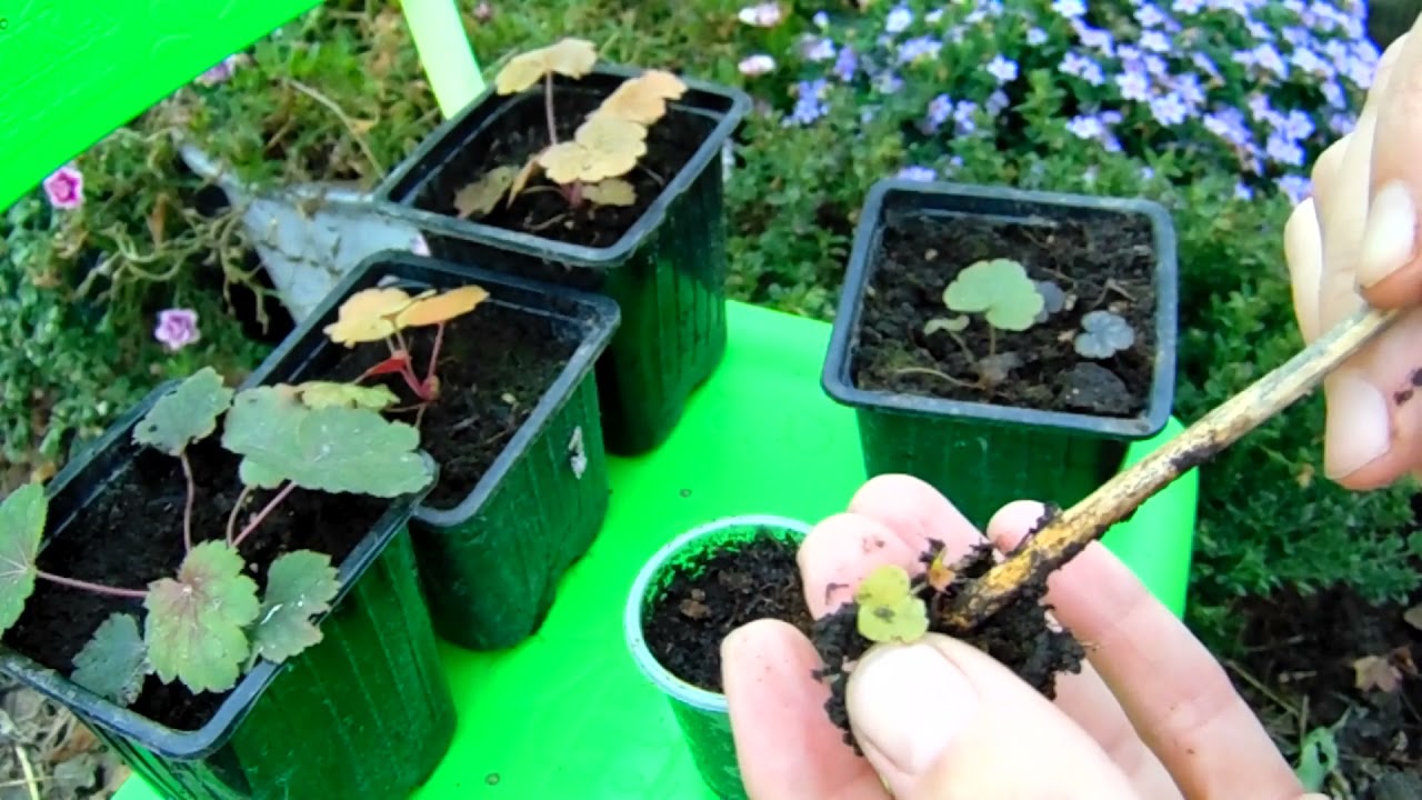 СЕЯНЦЫ ГЕЙХЕР КАК СОХРАНЯТЬ В ЗИМНИЙ ПЕРИОД .