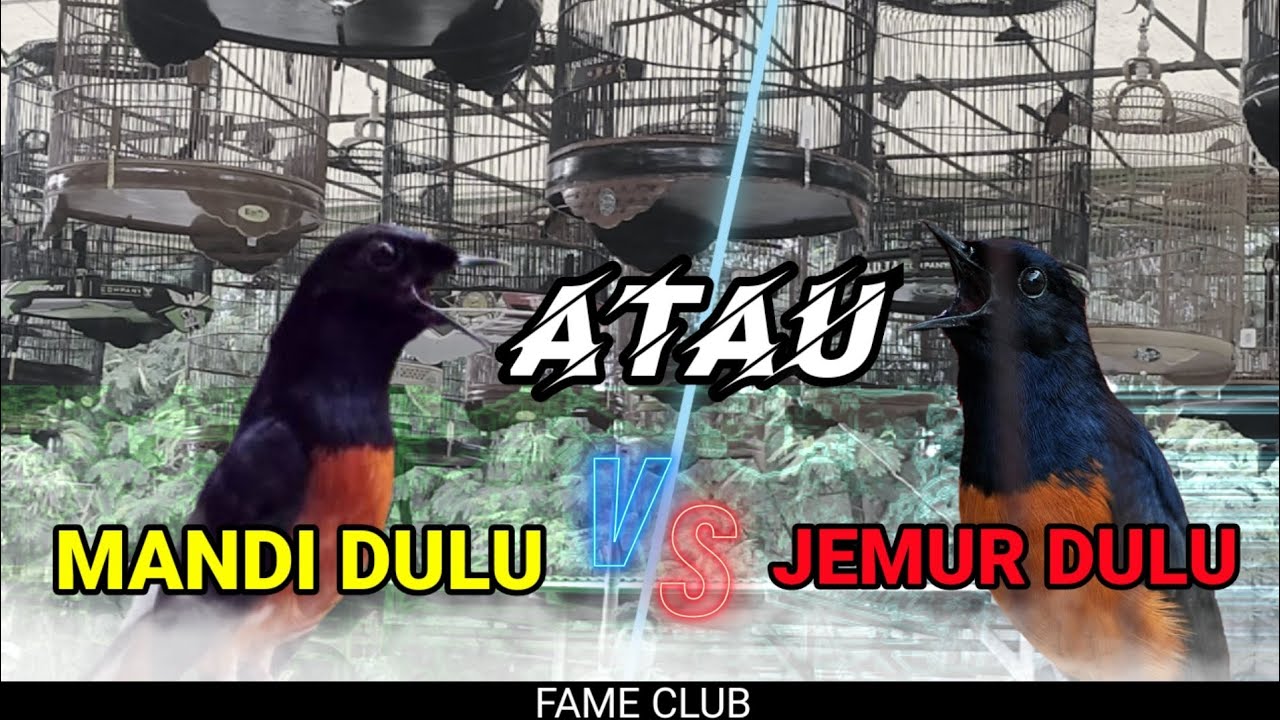 murai batu mandi dulu atau jemur dulu
