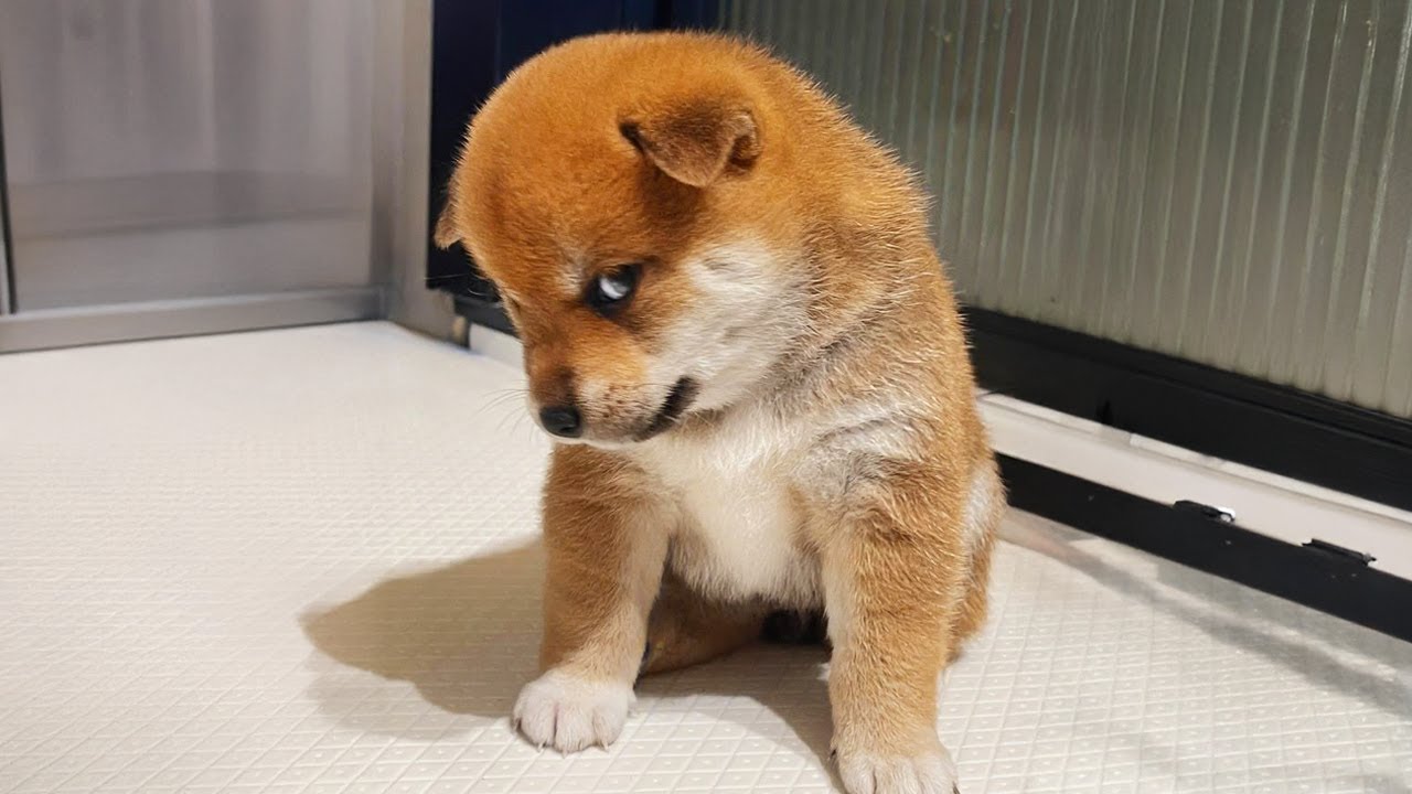 Nuevos clips de perros y gatos súper divertidos 😹🐶 ¡Intenta no reírte!