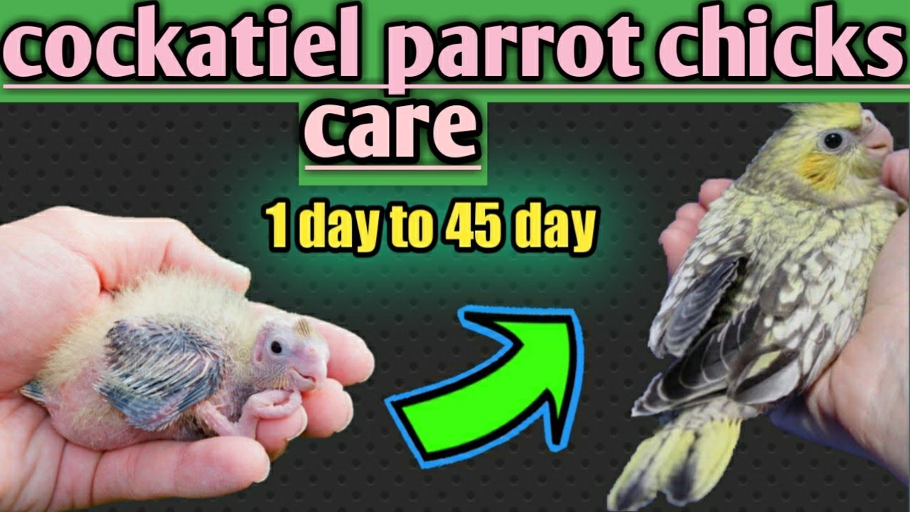 COCKATIEL PARROT CHICKS CARE 1 DAY to 45 DAY || COCKATIEL CHICKS CARE