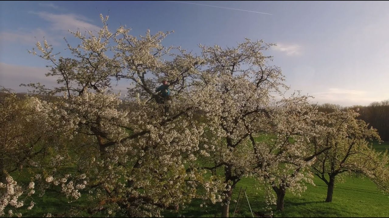 Streuobstwiesen im Naturpark Neckartal-Odenwald
