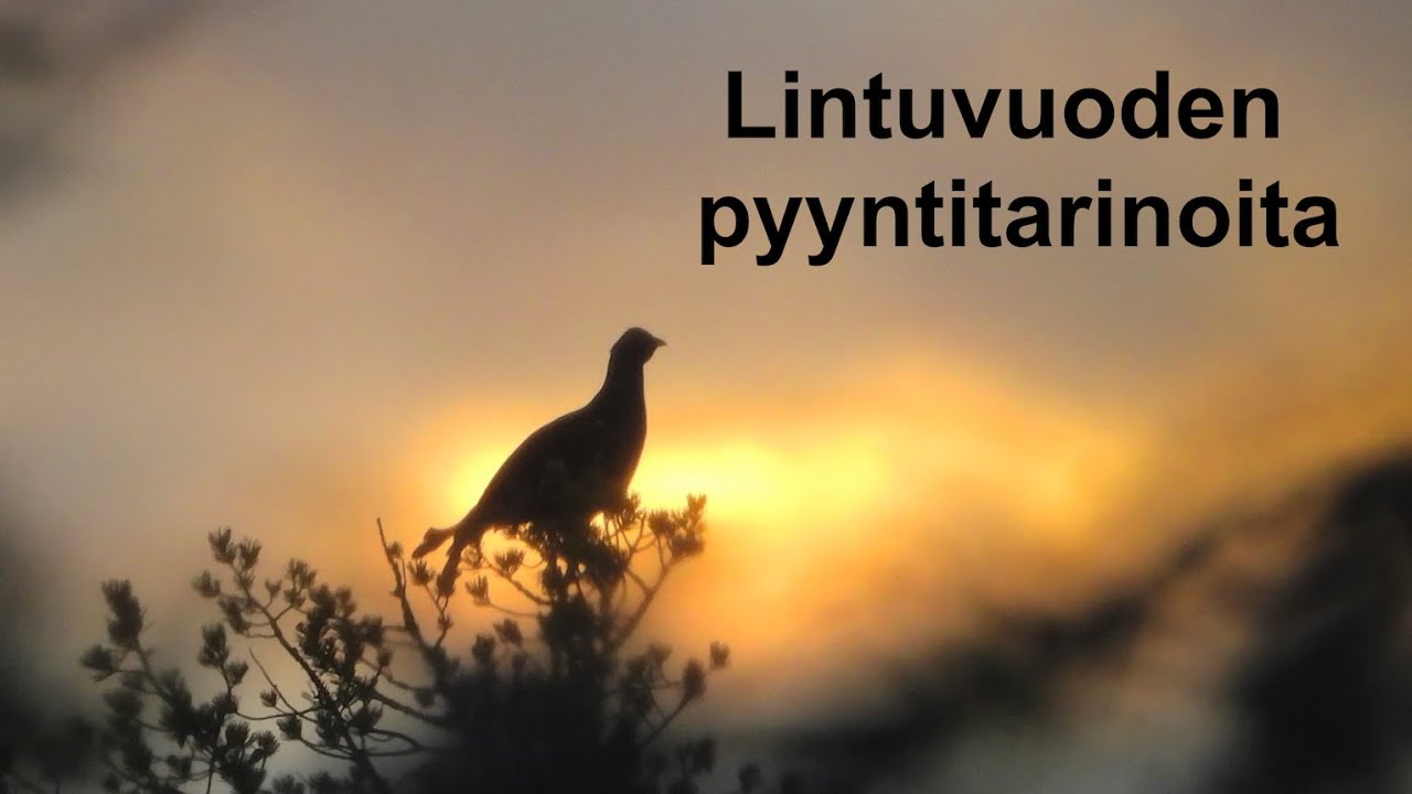Lintuvuoden pyyntitarinoita. Linnustusta Lapissa ja Kainuussa.