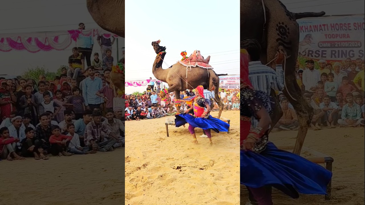 Camel did belly dance while standing on the cot #latestsong2025 #comedy #cameldance #camel #viraldance