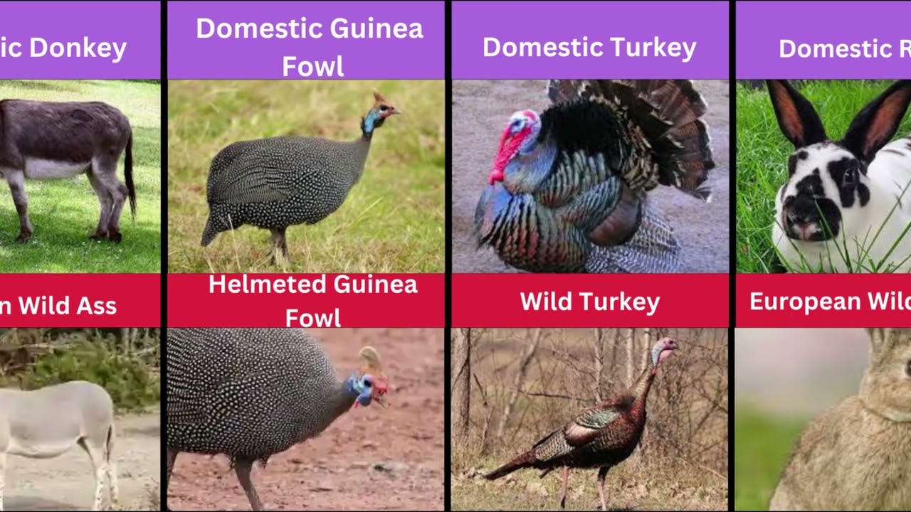 Animals That Look the Same but One Is Domesticated and One Is Wild