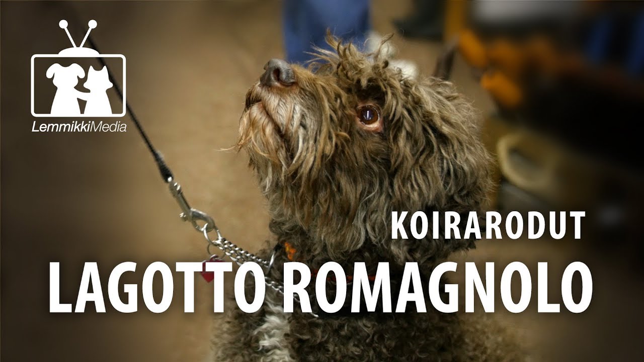 Koirat: Lagotto Romagnolo eli tryffelikoira