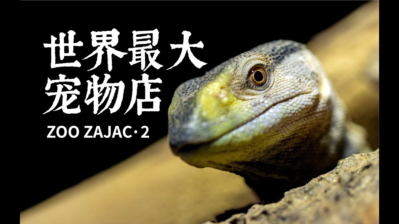 【世界最大宠物店】的爬宠丰容做得如何？｜Zoo Zajac·2
