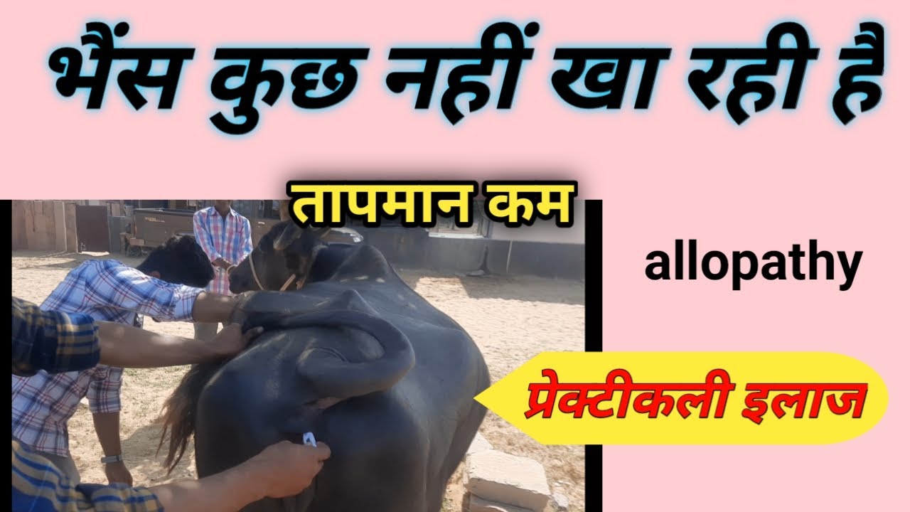 भैंस खाना नहीं खा रही buffalo not eating food वेट्स क्लब
