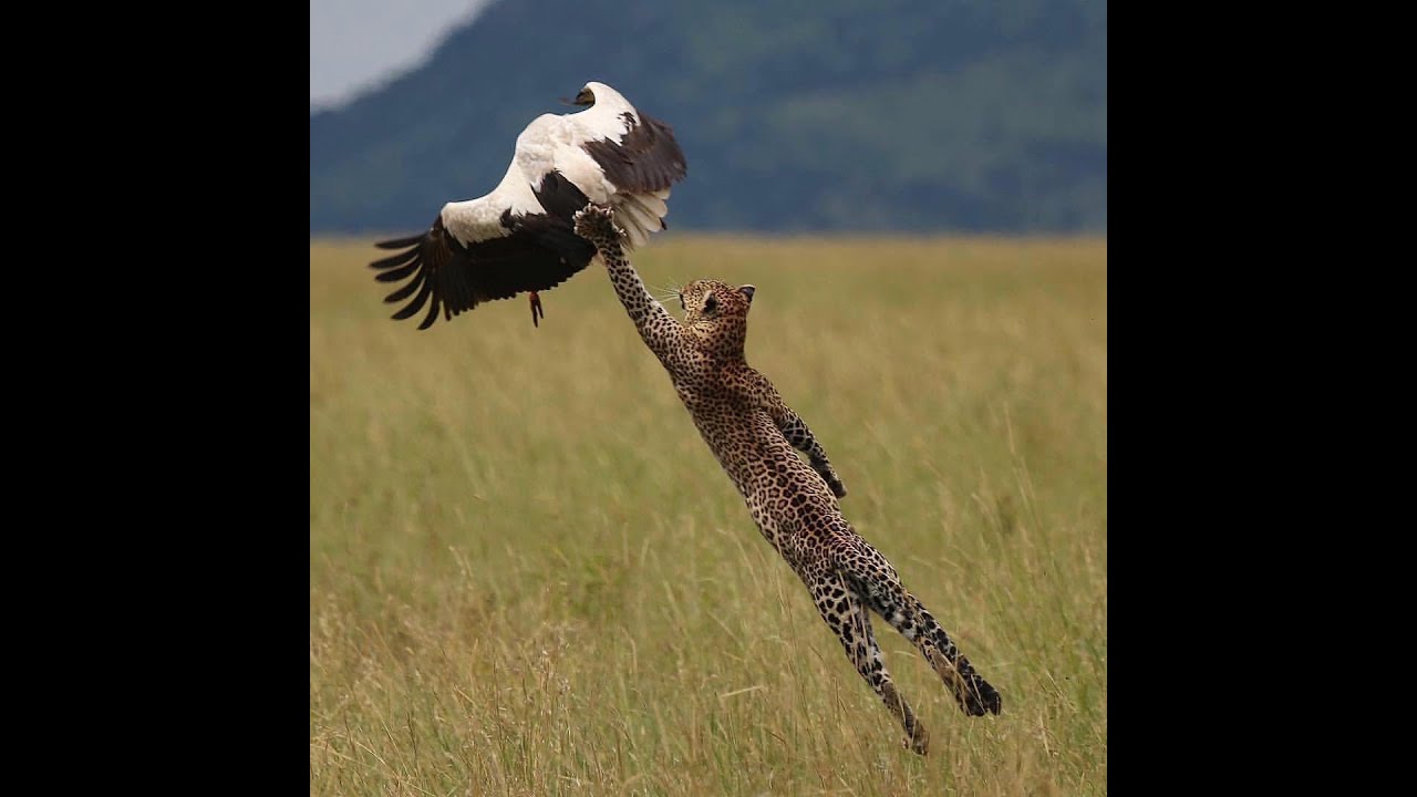 Tai Ji Quan Attraper la queue de l'oiseau Vidéo#6 LE PIVOT