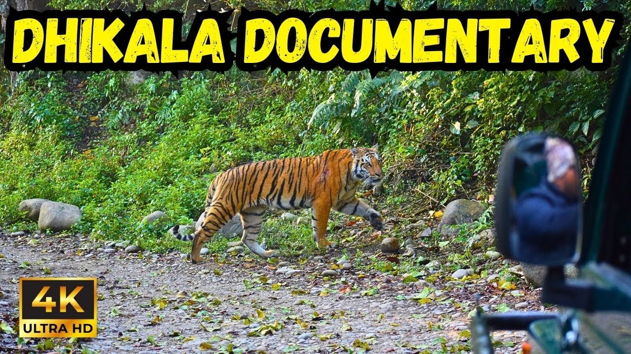 Is Dhikala still the Tiger Hub of India? Jim Corbett Jungle Safari Documentary