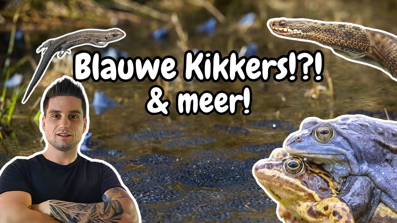 Opzoek naar BLAUWE Heikikkers & Adders in Nederland!