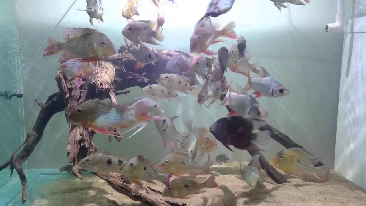 Geophagus tank
