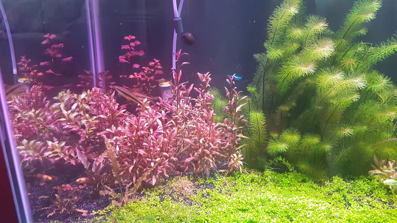 3w full spectrum white and pink