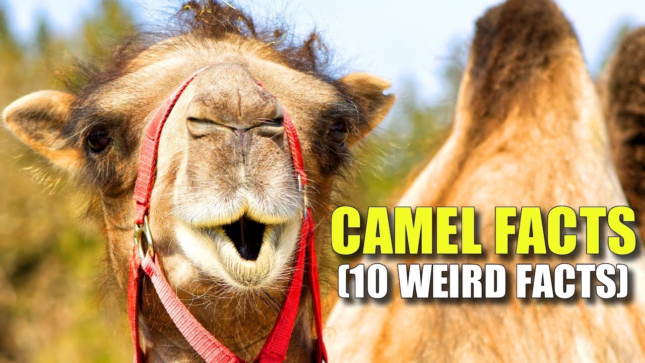 Верблюды 🐫 (10 фактов, о которых вы НЕ ЗНАЛИ)