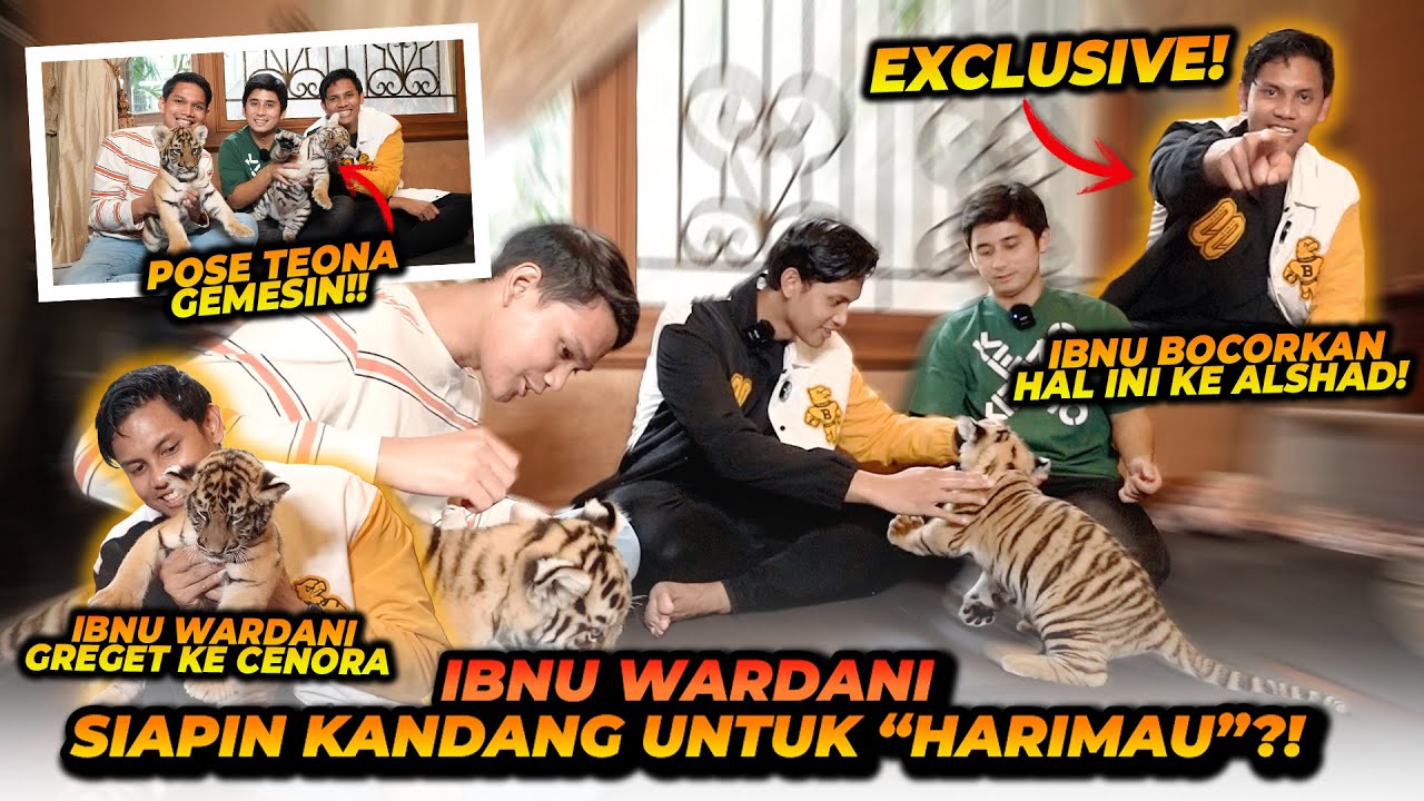 IBNU WARDANI JADI PENGEN MELIHARA HARIMAU KARENA ABIS LIAT CENORA TEONA ?! SAMPE BOCORKAN HAL INI !!